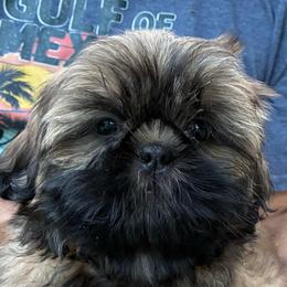Green - Tricolor male Shih Tzu puppy in Chico, California from North State Shih tzus