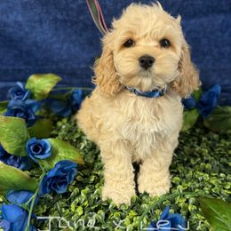 Jane Blue collar - Golden male Cockapoo puppy in Haines City, Florida from Camic Cockapoos