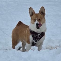 Mia - Fawn female Pembroke Welsh Corgi puppy in Saint George, South Carolina from Carolina cotton candy corgis