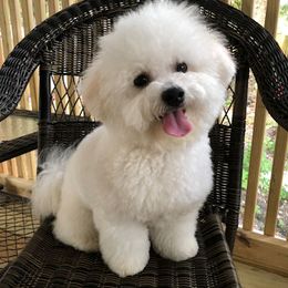 Janaan - Bichon Frise
