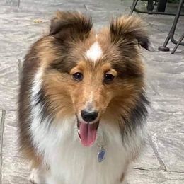 Teddy - Shetland Sheepdog