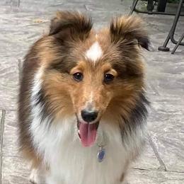 Teddy - Shetland Sheepdog