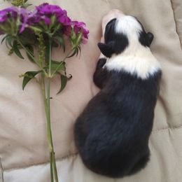 Australian Shepherd Puppies from TANDEM Aussies