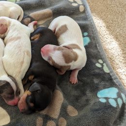 Dachshund Puppies from Ferrario Dachshunds