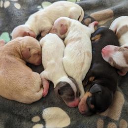 Dachshund Puppies from Ferrario Dachshunds