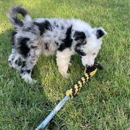 Hoss - Black merle male Mudi puppy in Gladewater, Texas from Texas Mudi
