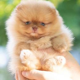 Chihuahuas and Pomeranians from Exotic City Pomeranians and chihuahuas