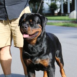 Leif - Rottweiler