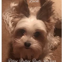 Lacey - Yorkshire Terrier