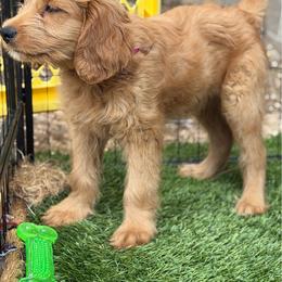 Prada - Apricot female Goldendoodle puppy in Las Vegas, Nevada from Puppies of the West