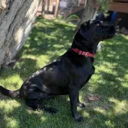 Fiona - Labrador Retriever