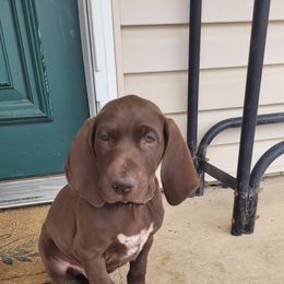 German Shorthaired Pointer Puppies from Wild E Ranch