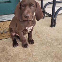 German Shorthaired Pointer Puppies from Wild E Ranch