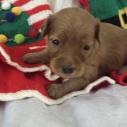 Girl 3 - female Goldendoodle puppy in Waynesboro, Virginia from Forest Creek Kennel