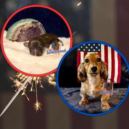 Dachshund Puppies from Always Faithful Dachshunds
