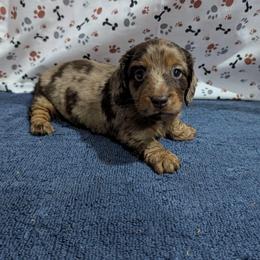 Tessa - Dapple female Dachshund puppy in Lyles, Tennessee from Knox Ridge Dachshunds