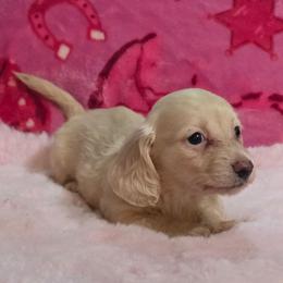 Harmony's smaller girl - Cream female Dachshund puppy in Wheatfield, Indiana from Wines Wienery