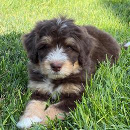 Blue Collar Boy - Brown male Bernedoodle puppy in Ogden, Utah from Salty Point Doodles
