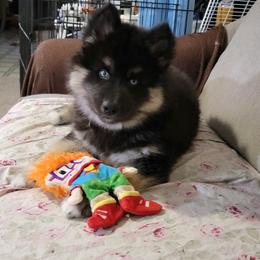 Siberian Husky Puppies from Arctic Circle Kennels