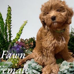 Fawn - Brown Bernedoodle puppy in Pellston, Michigan from MiniDoodleMama
