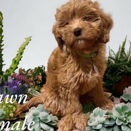 Fawn - Brown Bernedoodle puppy in Pellston, Michigan from MiniDoodleMama