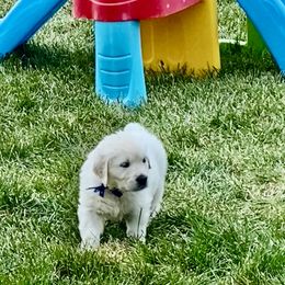 Golden Retriever and Jack Russell Terrier Puppies from Shelby Burleson's Golden Retrievers and Jack Russell Terriers