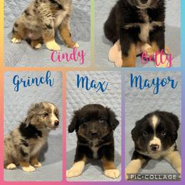 Miniature Australian Shepherd Puppies from Broken T Australian Shepherds