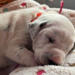 Crayons - White and black female Dalmatian puppy in Carlsbad, New Mexico from ECMO Farm Dalmatians & Labrador Retrievers