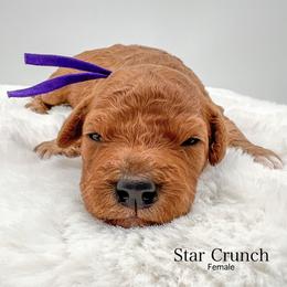 Star Crunch - Red  female Goldendoodle puppy in Sunman, Indiana from Brunsman Country Doodles LLC
