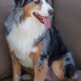 Aussiedoodles, Miniature Australian Shepherds, and Poodles from Woodwind Miniatures