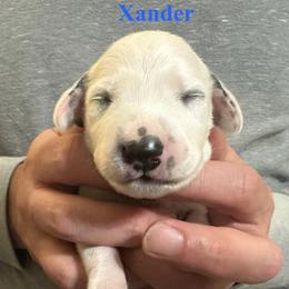 Xander - White and black male Dalmatian puppy in New Jersey from Prestige Dalmatians