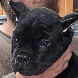 Red Collar Boy - AKC and ICCF - - Black male Cane Corso puppy in Gorman, Texas from McOmber Country Kennels