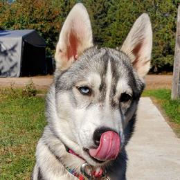 Angel - Pink Print Collar - Gray and white Siberian Husky puppy in Tomahawk, Wisconsin from Lunter's Heaven Huskies