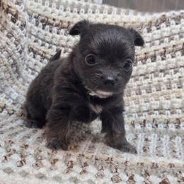 Adler - Blue and white male Chihuahua puppy in Plainfield, Indiana from Abby's Pampered Pooches