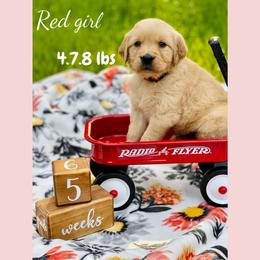 Golden Retriever Puppies from All shades Golden