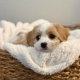 Savannah - Blenheim female Cavachon puppy in Grottoes, Virginia from Wendy’s Maltese & Cavamalts of Virginia