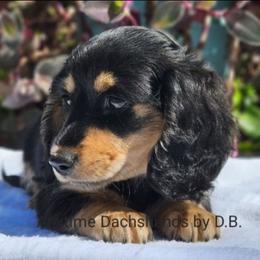 Holly - Black and cream female Dachshund puppy in Ben Wheeler, Texas from Anytime Dachshunds by D.B.