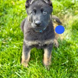 Fracture - Bi-color male German Shepherd puppy in Medical Lake, Washington from Nine Realms German Shepherds