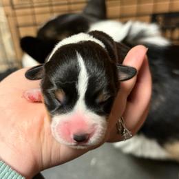 Donald Duck - Black and tan male Pembroke Welsh Corgi puppy in Algona, Iowa from LTT Corgis