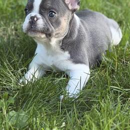 French Bulldog Puppies from Bailey Family Frenchies