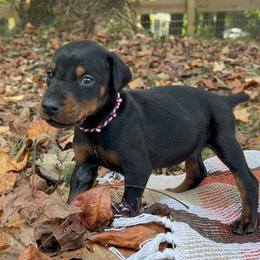 Archer - Black and rust male Doberman Pinscher puppy in Toney, Alabama from Bhon Mhuir Dobermanns