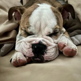 Angel - Bulldog puppy from Chrinchen Kennel