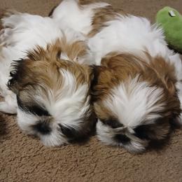 Shih Tzu puppies from Wonderful world of shih tzu's