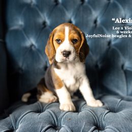 "Vi & Lee Litter - placed" Beagle Puppies from Joyful Noise Beagles