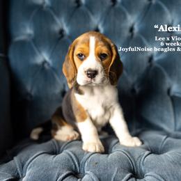 "Vi & Lee Litter - placed" Beagle Puppies from Joyful Noise Beagles