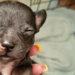 Chihuahuas from Sweet Chis