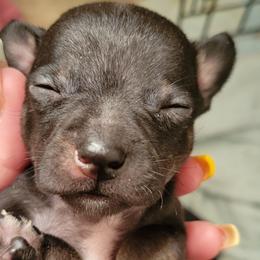 Chihuahuas from Sweet Chis