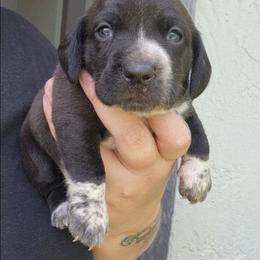 Teddy - Black male Dachshund puppy in Altamonte Springs, Florida from Happy Tails Dachshunds