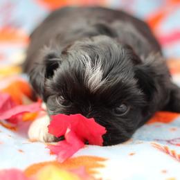 AKC-UKC Oreo - Black and white male Shih Tzu puppy in Cartersville, Georgia from Autumn Breeze Shih Tzus and Friends
