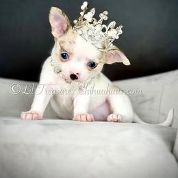 Stevie - Fawn brindled black female Chihuahua puppy in Anderson, South Carolina from Lil Treasures Chihuahuas